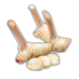 Fresh Thai Young Galangal Stem