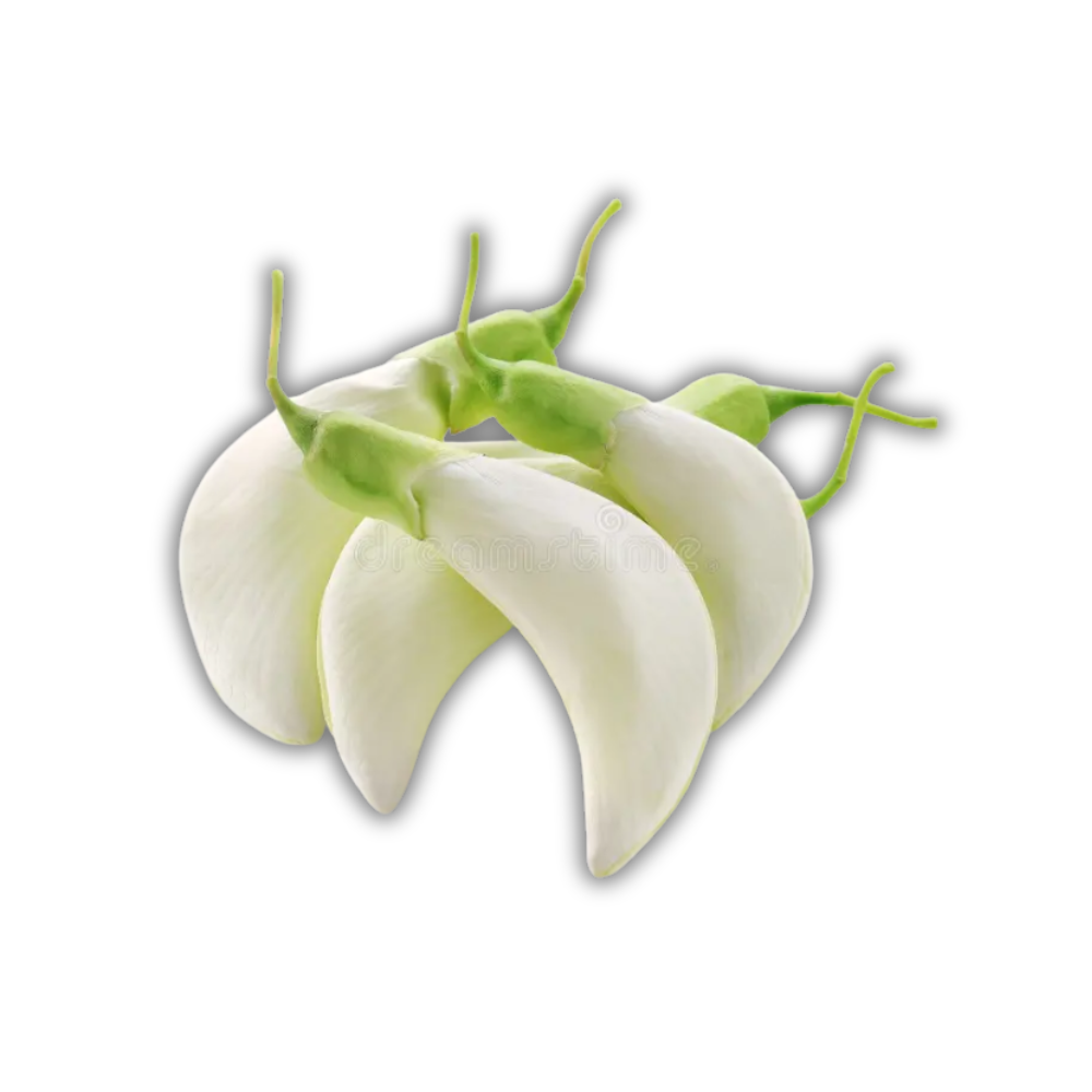 Fresh Thai White Agasta Flower Fresh Thai White Agasta Flower