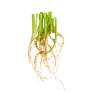 Authentic Thai Coriander Root